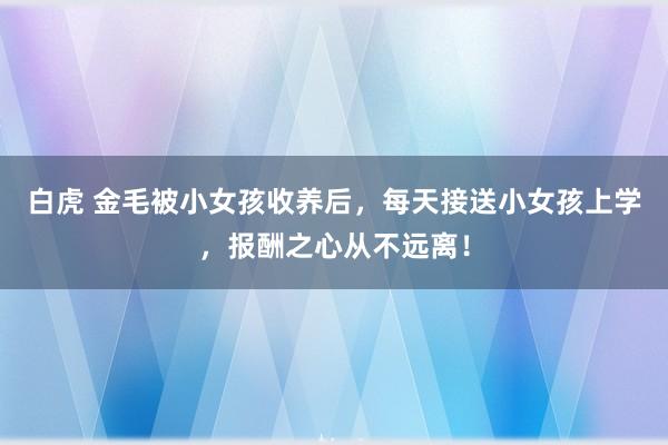 白虎 金毛被小女孩收养后，每天接送小女孩上学，报酬之心从不远离！